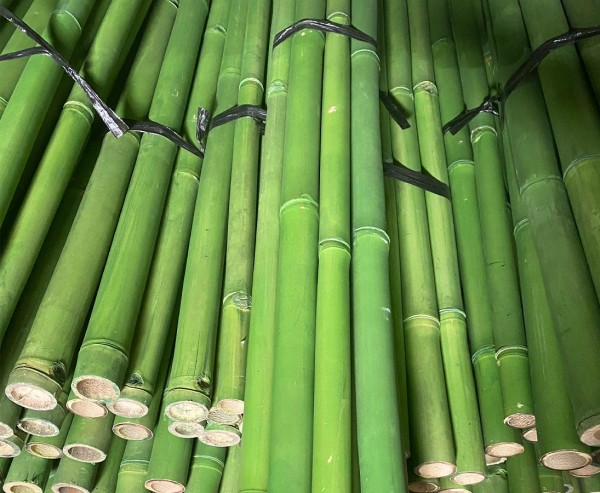 Bambusstange grün gefärbt Durch. 4,8 bis 6cm 200cm, Apus Bambus