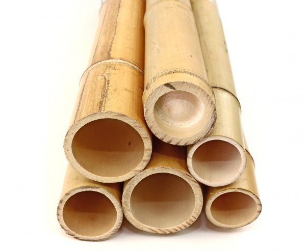 Bambusrohr Moso 100cm gelb Durch. 5,8 bis 7cm, gebleicht