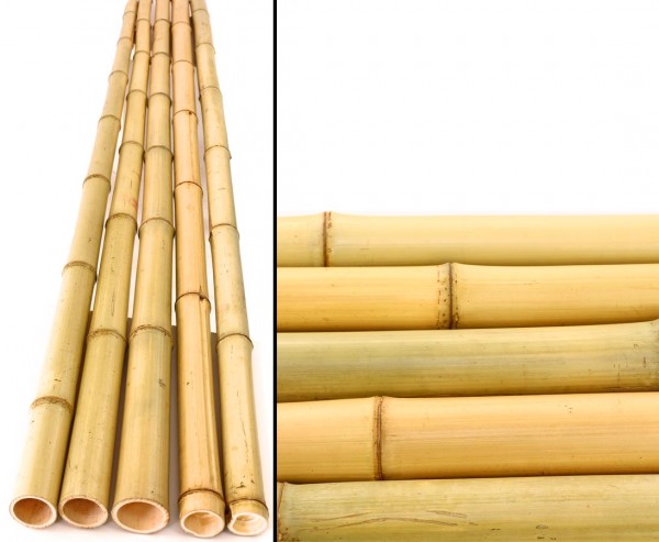 6,5 bis 8cm Bambus Rohre Moso Bambusrohr 200cm grün gefärbt mit 200cm Durch