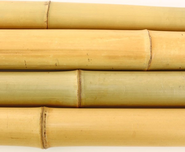 Bambusrohr gelb,Moso Bambus, gebleicht, Durch. 6,8- 8cm, Länge 200cm