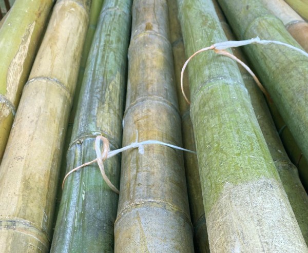 Bambusrohr Moso naturgrün bräunlich 180cm mit 9 bis 12cm als B-Ware