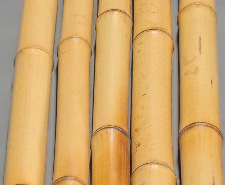 2,8-3,5cm Bambusrohr gelb Moso Bambus Länge 200cm Durch gebleicht 