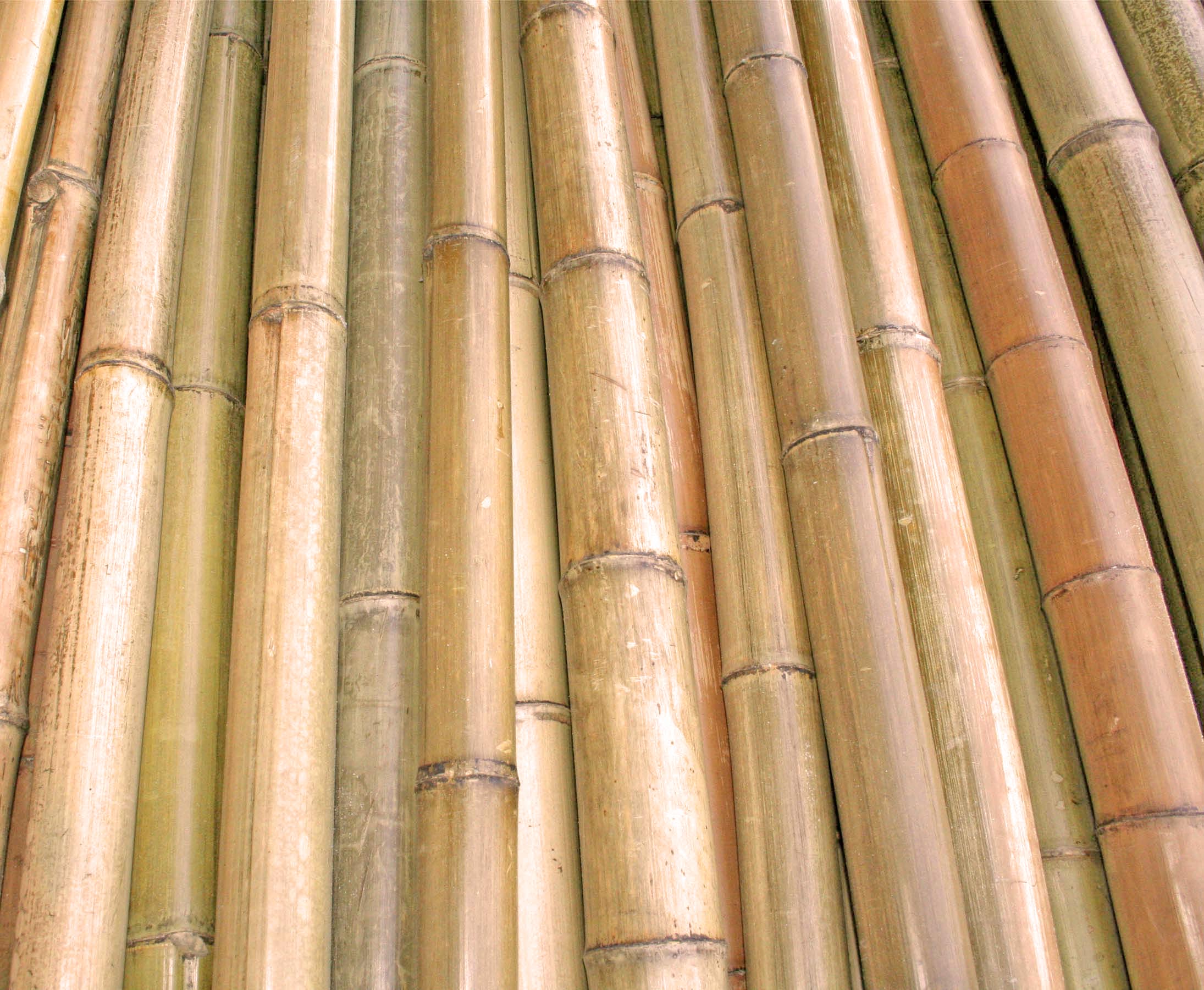 6 bis 7cm Bambus Rohr hitzebehandelt Bambusrohre Moso 200cm gelbbraun Durch 