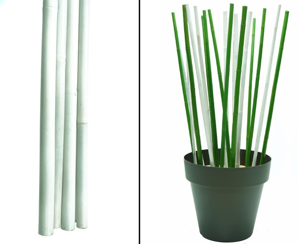 Bambusrohr weiß lackiert 200cm mit 2,8 bis 4cm Apus