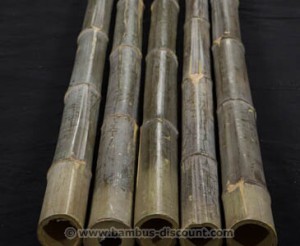 Bambusrohr_naturgruen