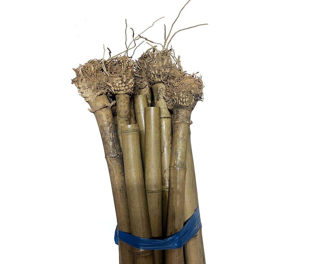 Bambusrohr 100 Cm, Hitzebehandelt – Durchmesser 6-7 Cm, Madake Bambus Für Gartenzaun & Deko