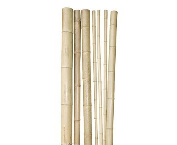 Bambusrohr, "Tokio", lackiert, 11-13cm x 250cm