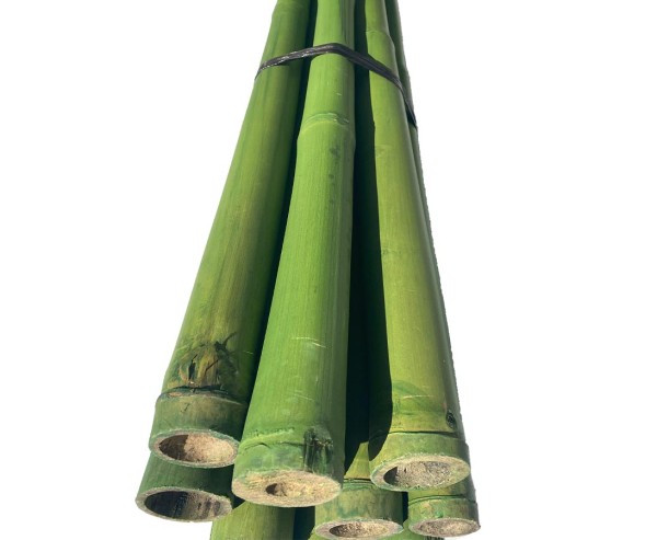 Bambusstab 200cm grün gefärbt mit 3,8 bis 5cm, Apus Bambus