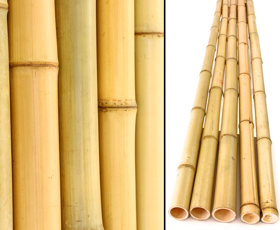 6,8 bis 8cm Bambusrohre Bamboo Bambusstange Moso 100cm gelb Durch gebleicht 