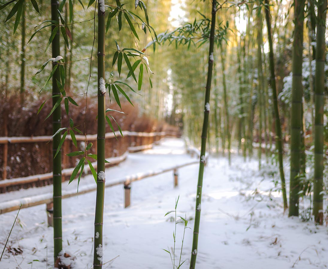 Bambus Frostschaden