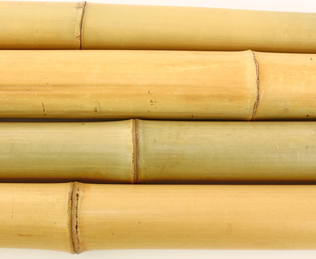 10-12cm Moso Bambus Gebleicht BAYS3010 Länge 300cm Durch 2er Set Bambusrohr gelb 