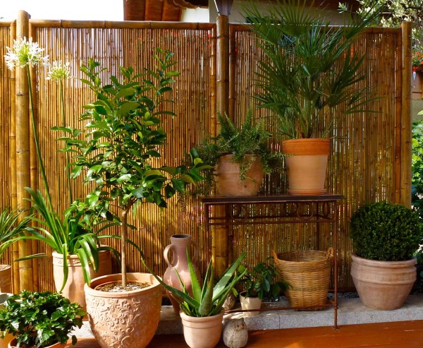 BambusKombiPflanzen