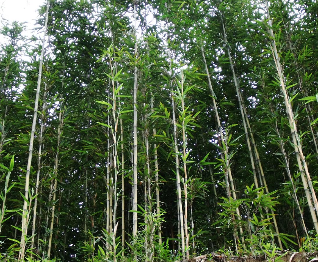 Bambus Schädlinge