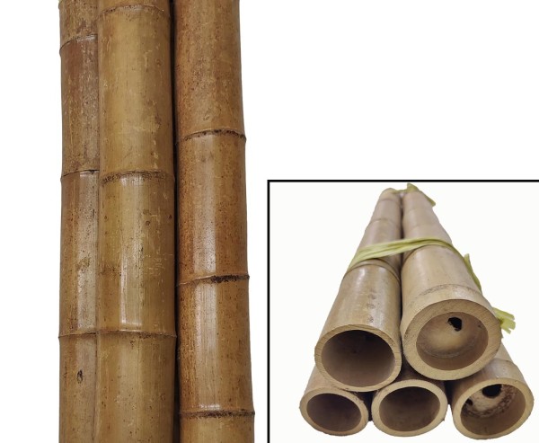 Karamellfarbenes Bambusrohr 100cm Durch. 9 bis 10cm karbonisiert
