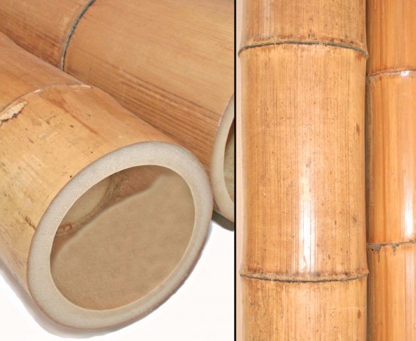 Moso Bambusrohr gelbbraun mit Durchmesser von 12 bis 14cm, Länge 590 bis 600cm