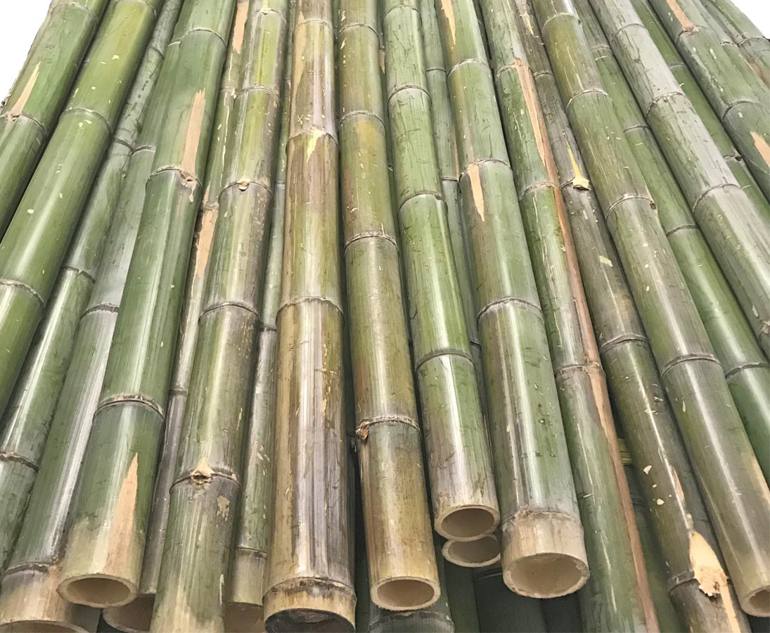 mit einem Durch 180cm von ca 8 bis 9cm Sichtschutz aus Bambusrohr naturgrün 