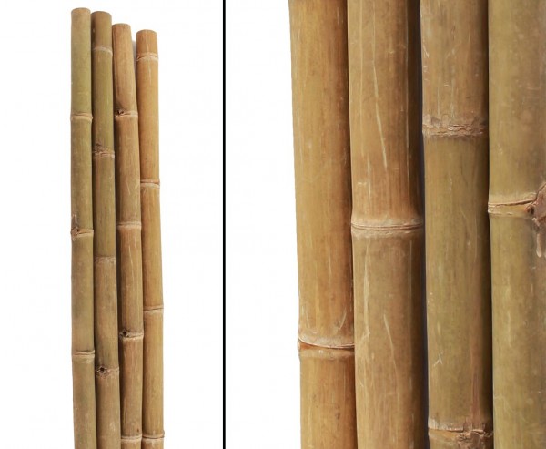 Bambusrohr Petung 300cm gelb braun mit Durch. 10 bis 13cm, behandelt mit Borsalz