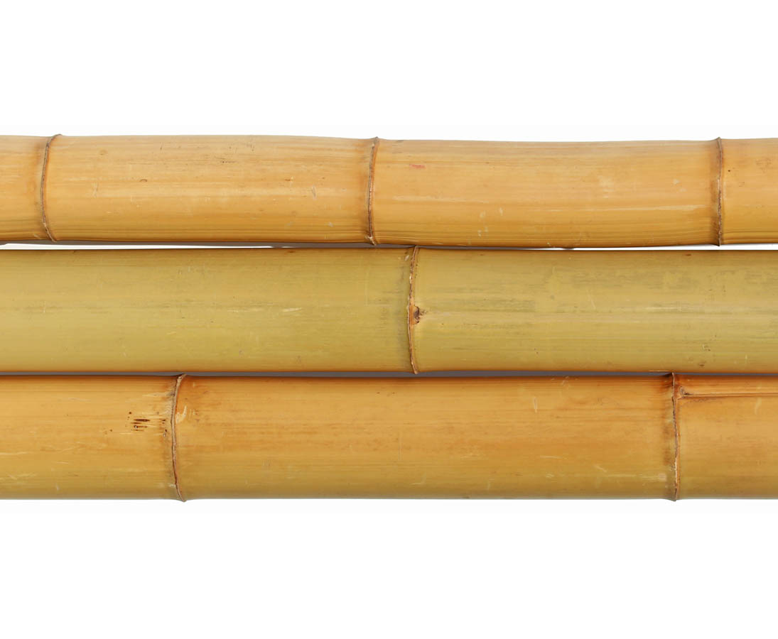 12 bis 15cm Bambusrohr Moso mit 100cm gelblich Durch gebleicht 