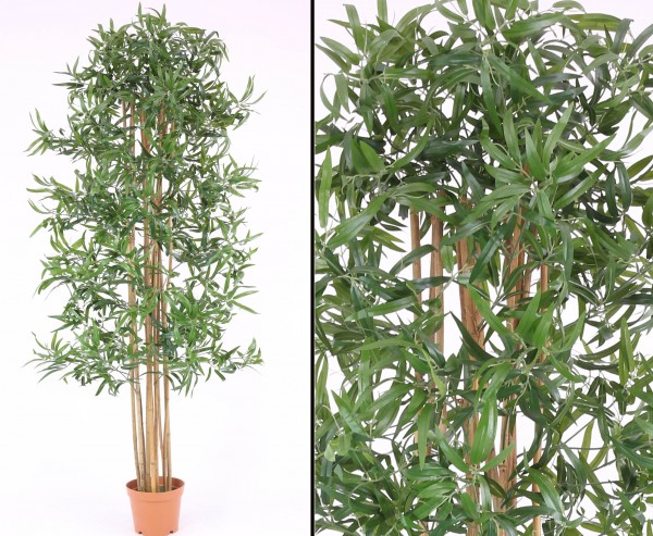 Bambusbaum, Multistamm mit Topf, 150cm