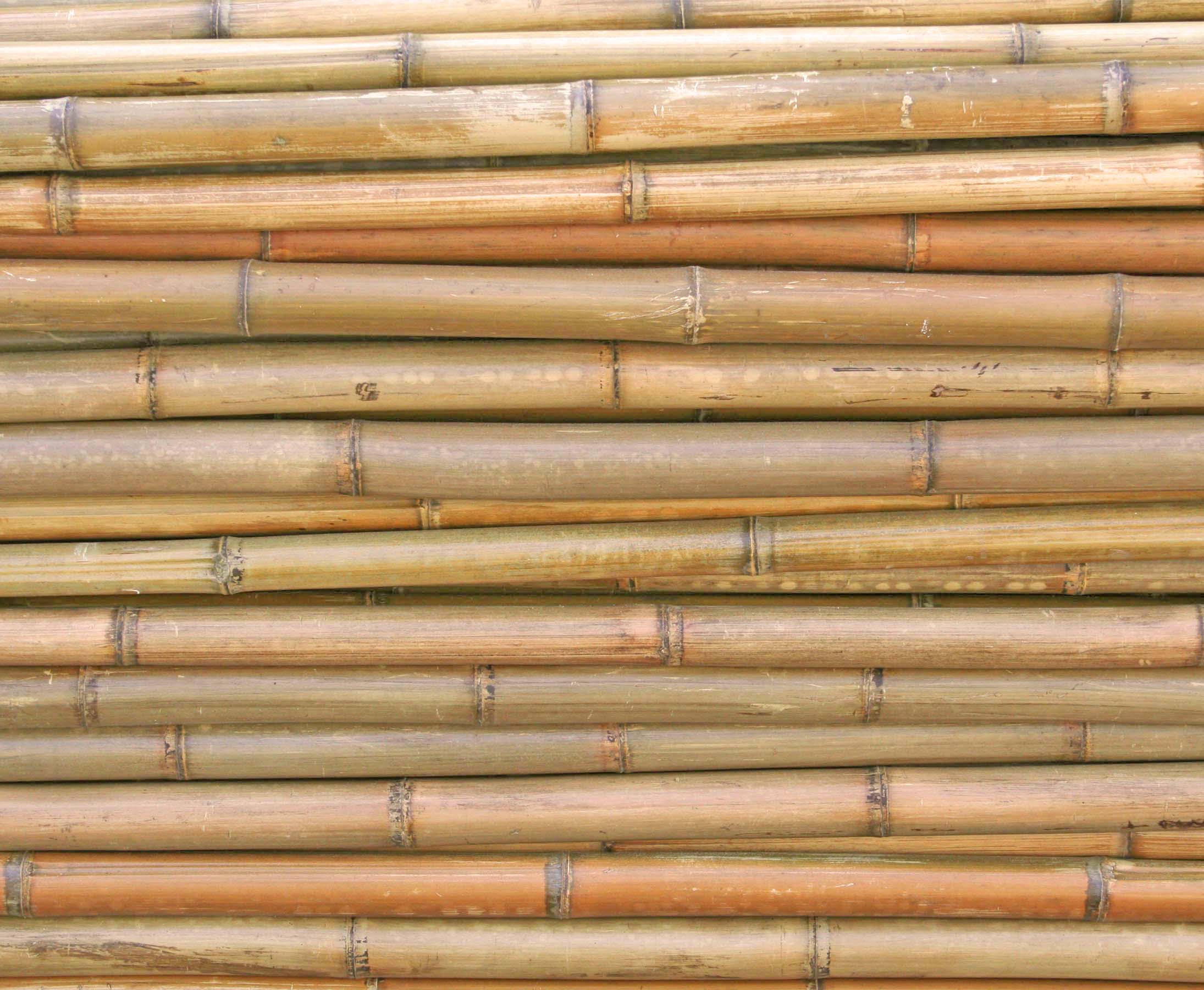 10 bis 12cm Bambus Rohr Bambus Latten farbige Bambusrohre Bamboo Bambus Halbschale Bambusstangen --> großes Sortiment an Bambusrohre und Rohre aus Bambus Bambus-Rohre Moso unbehandelt getrocknet und hitzebehandelt Bambus natur gelbbraun 150cm Durch