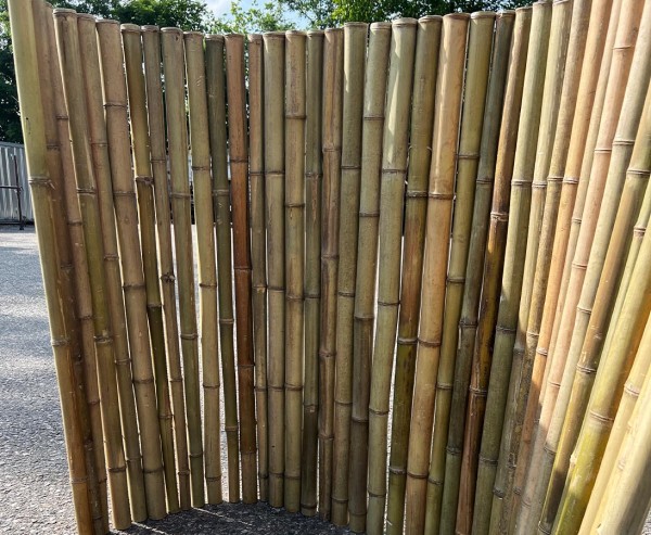 Bambus Roll Zaun naturgrün "Big Green" 100x200cm mit 4 bis 6cm, B-Ware