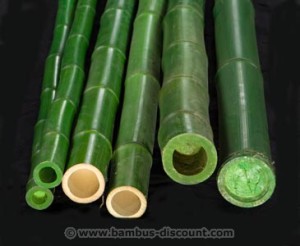 Grünes Bambusrohr jetzt bei bambus-discount.com