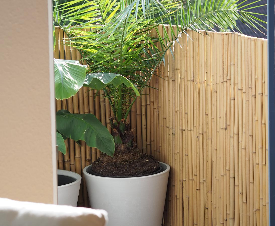 Bambus Sichtschutz