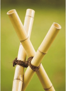 Bambusrohr-mit-KokosgarnygXMXb2ltHfh6