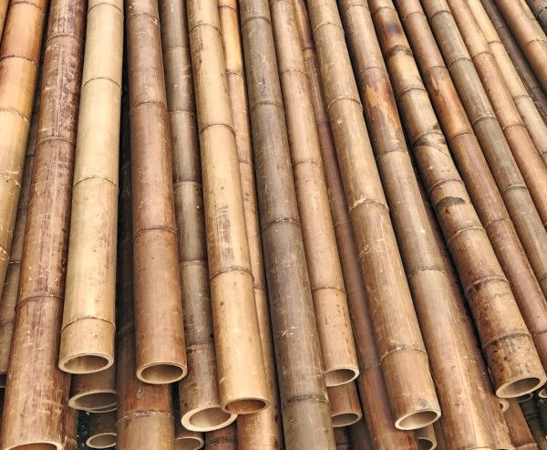 Karamellfarbenes Bambusrohr 200cm Durch. 2,8 bis 4cm, karbonisiert