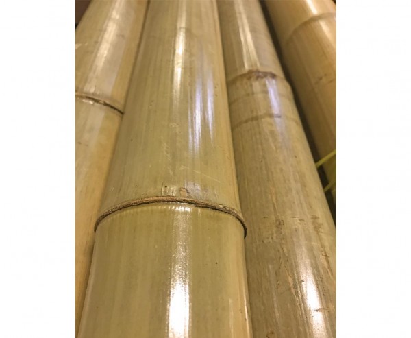 Bambusrohr lackiert "Tokio" mit 8-10cm, Länge 200cm
