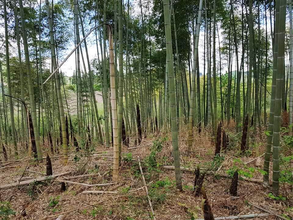 Welche Kriterien es bei dem Bestellen die Schnellwachsender bambus zu beachten gilt