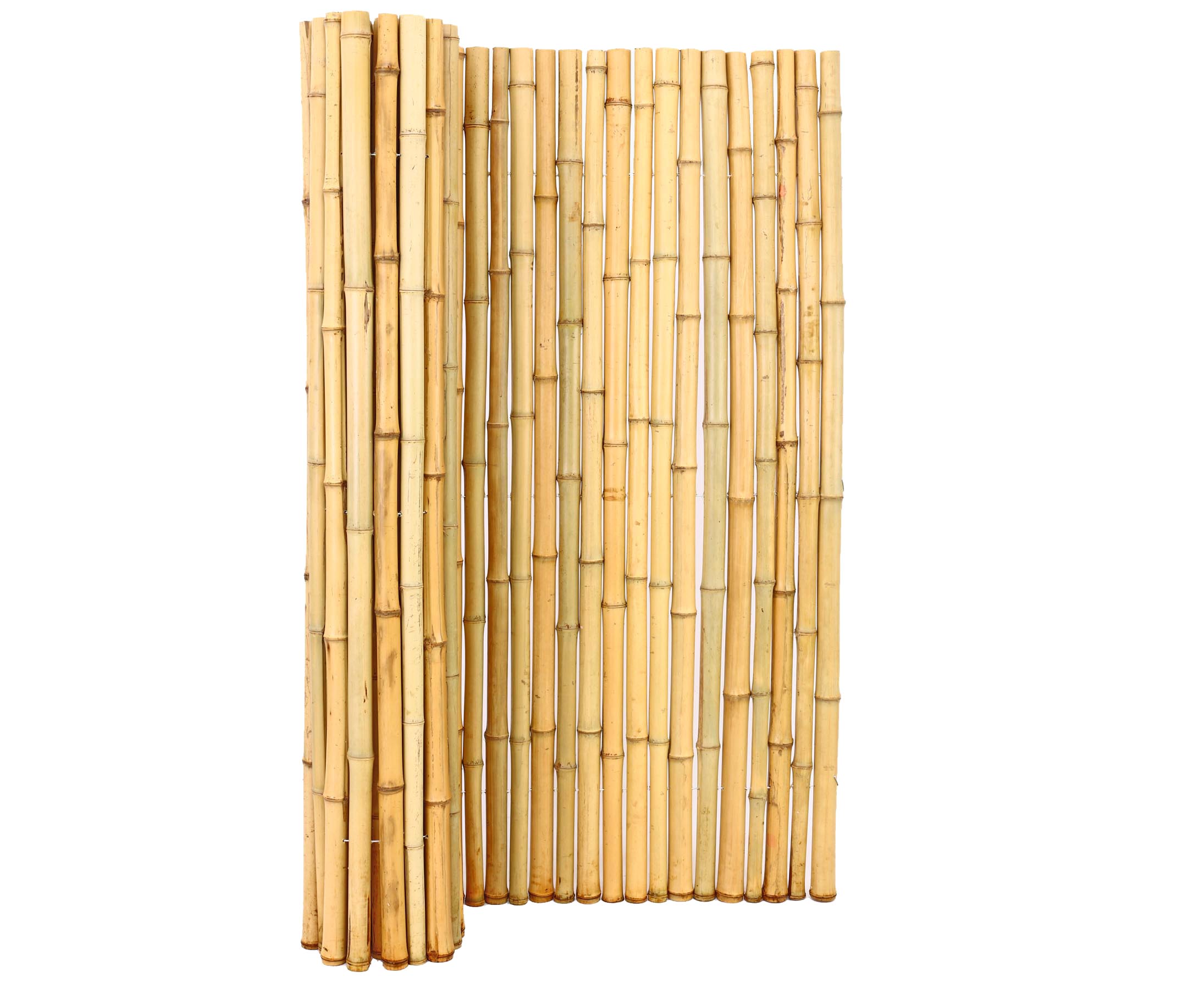 bambus-discount.com Bambusrohr gr/ün naturfarben 180cm mit Durch 4 bis 5cm Moso unbehandelt