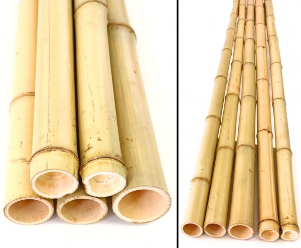 Bambusrohr gelb, Moso Bambus, gebleicht, Durch. 4,8- 6cm, Länge 600cm