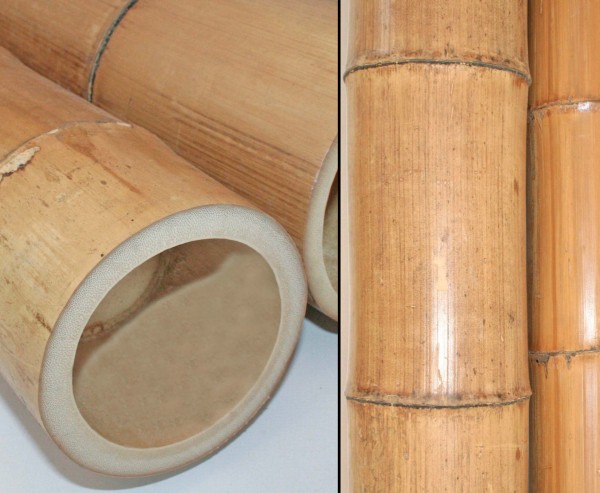 Moso Bambusrohr gelbbraun mit Durchmesser von 14 bis 17cm, Länge 590 bis 600cm, hitzebehandelt