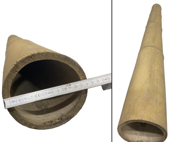 Riesen Bambusrohr Petung 200cm gelb braun mit Durch. 13 bis 16cm, behandelt mit Borsalz