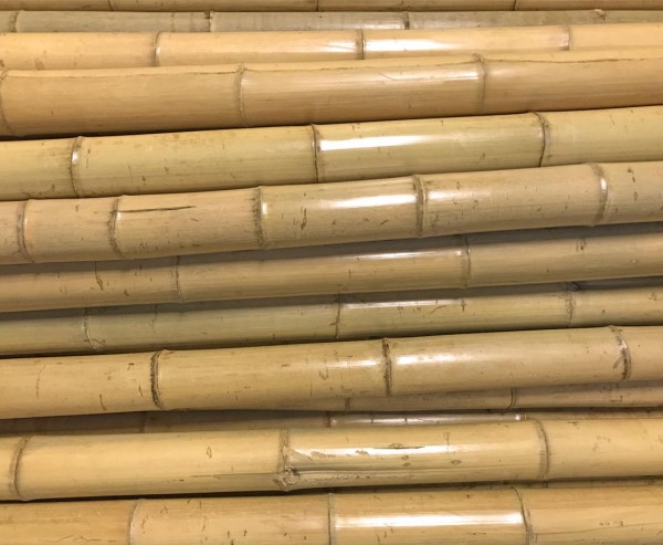 Bambusrohr, "Tokio", lackiert mit 3,5 bis 4,5cm, Länge 200cm