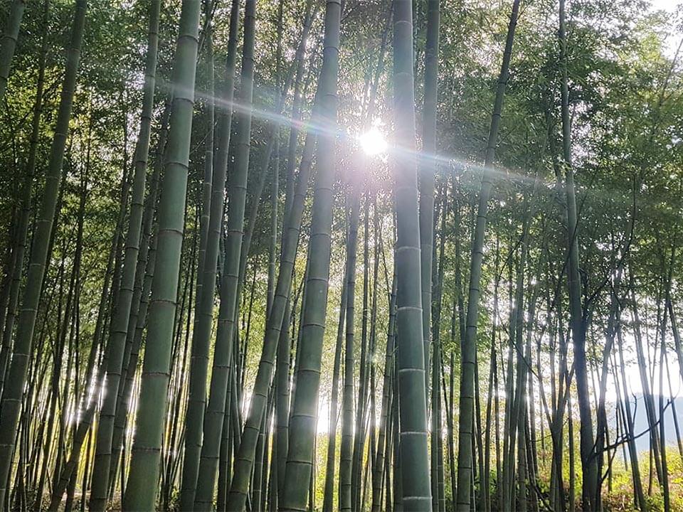 dieser Bambus wächst so schnell da können Sie dabei zusehen ! 