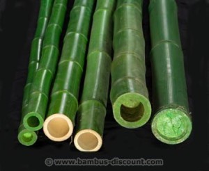 Jetzt bei bambus-discount.com: Bambusrohr in Grün für Garten und Balkon